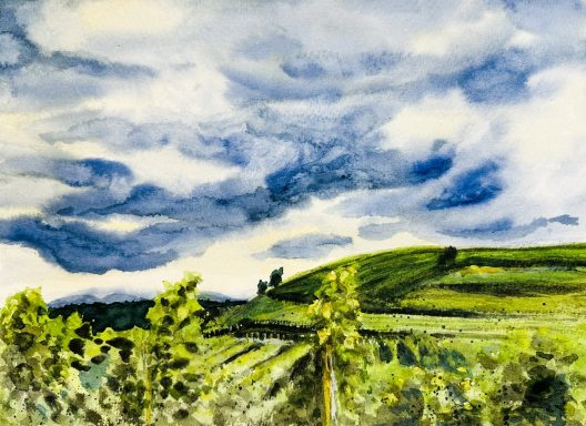 Weinberg * Vineyard