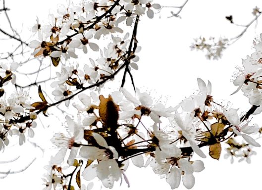 Cherry Blossom