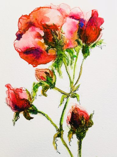 Rosenrot * Roses red