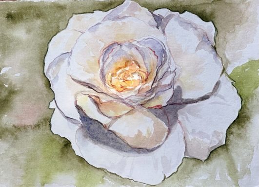 Weiße Rose * White Rose