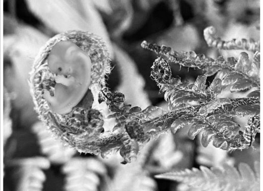 Farnbaby * Fern Baby