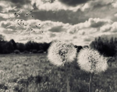 Gone with the Wind