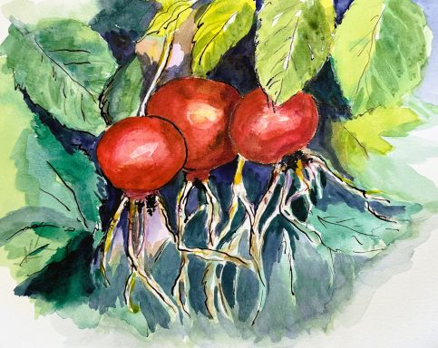 Hagebutten * Rose Hips