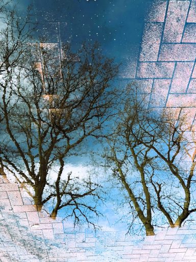 Asphaltbäume * Asphalt Trees