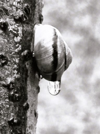 Snail Drop