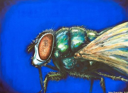 Musca